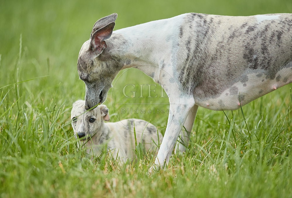 094813 Whippet mit Welpe