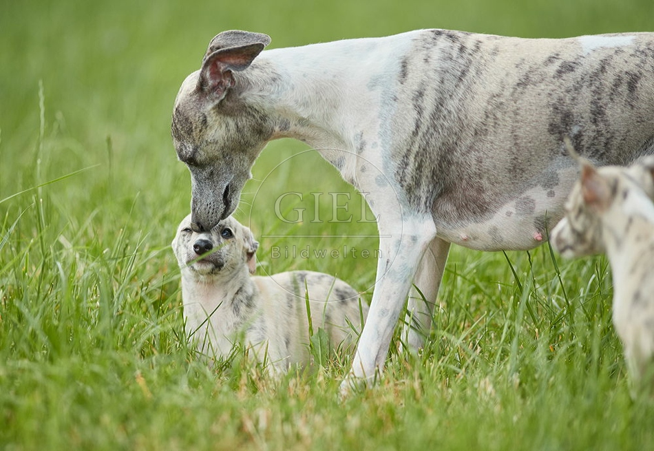 094814 Whippet mit Welpe