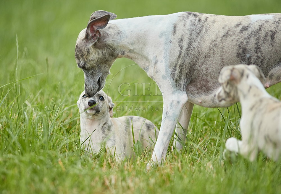 094815 Whippet mit Welpe