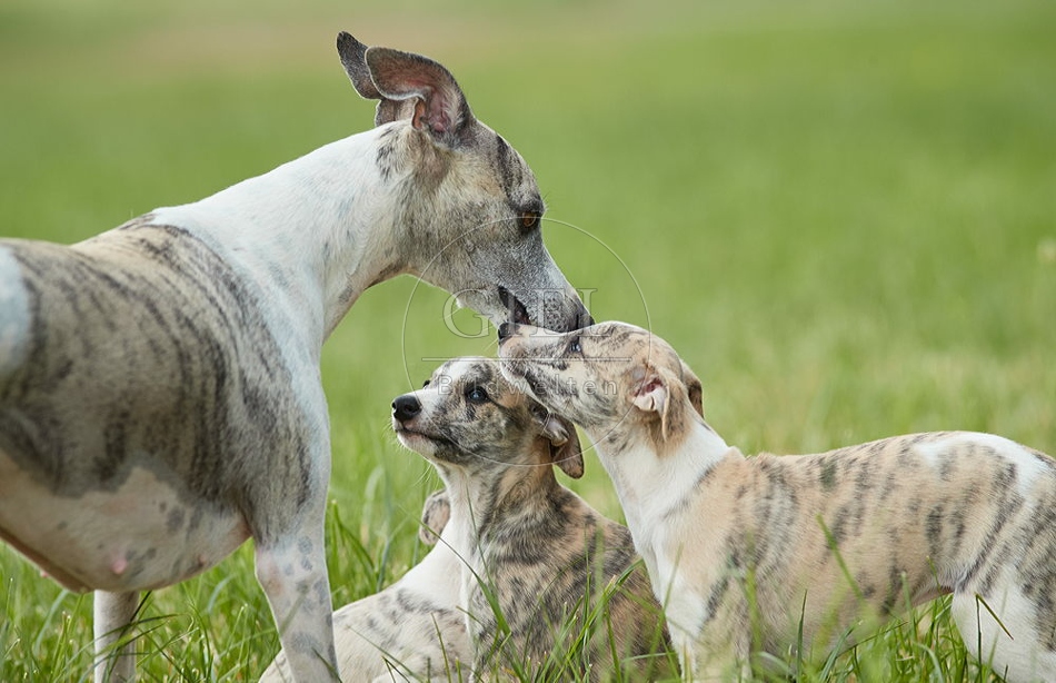 094816 Whippet mit Welpen