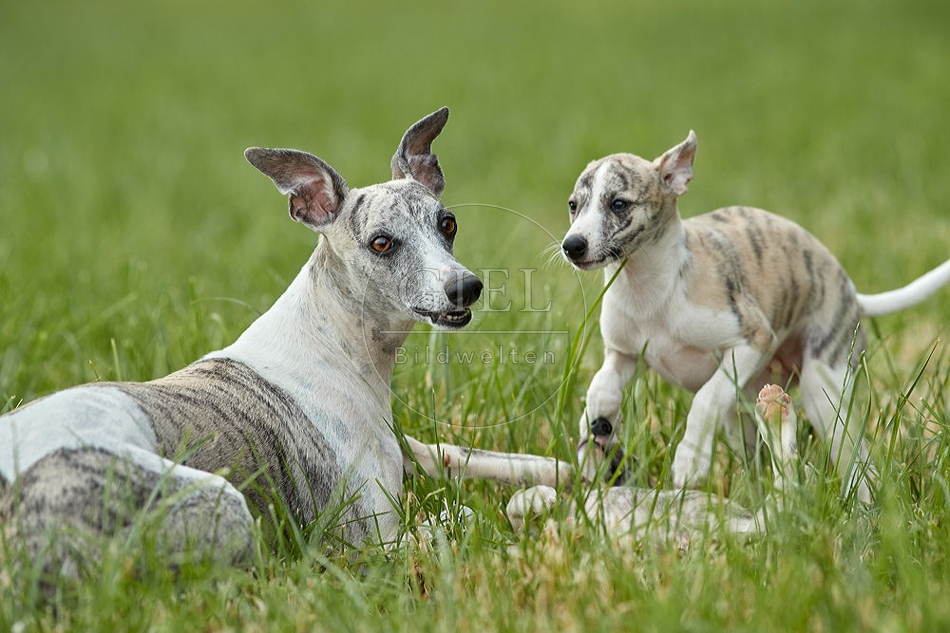 094817 Whippet mit Welpen