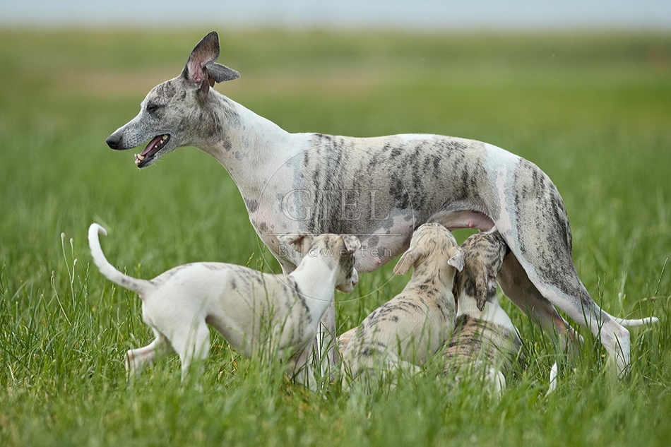 094818 Whippet mit Welpen