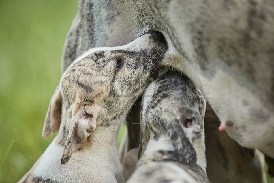 094819 Whippet mit Welpen