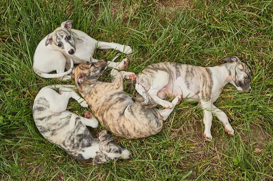 094820 Whippet Welpen