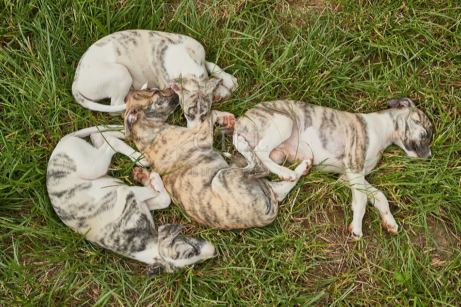 094821 Whippet Welpen