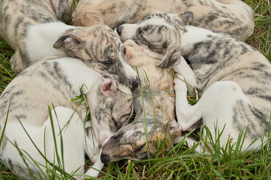 094823 Whippet Welpen
