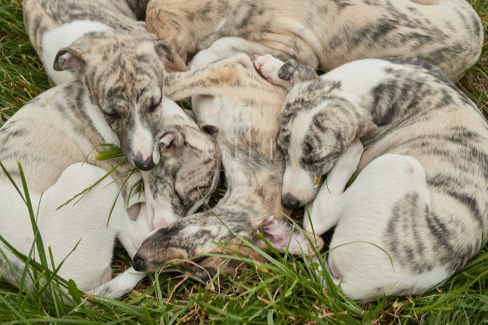 094824 Whippet Welpen
