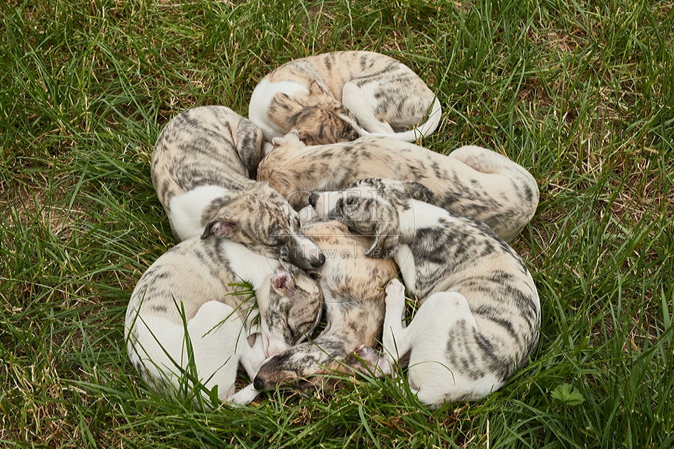 094825 Whippet Welpen