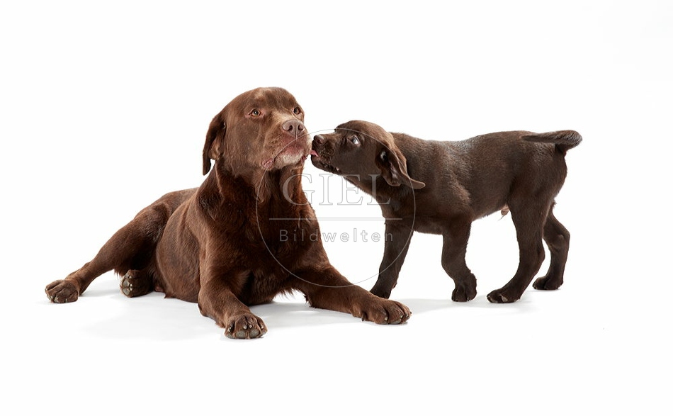 095026 Labrador Retriever und Welpe