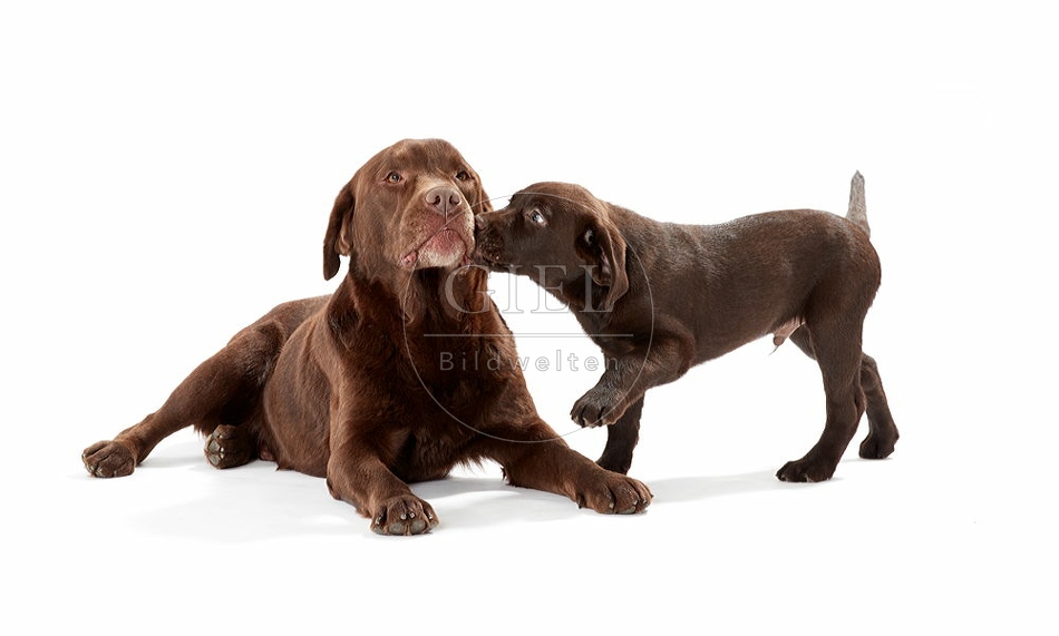 095027 Labrador Retriever und Welpe