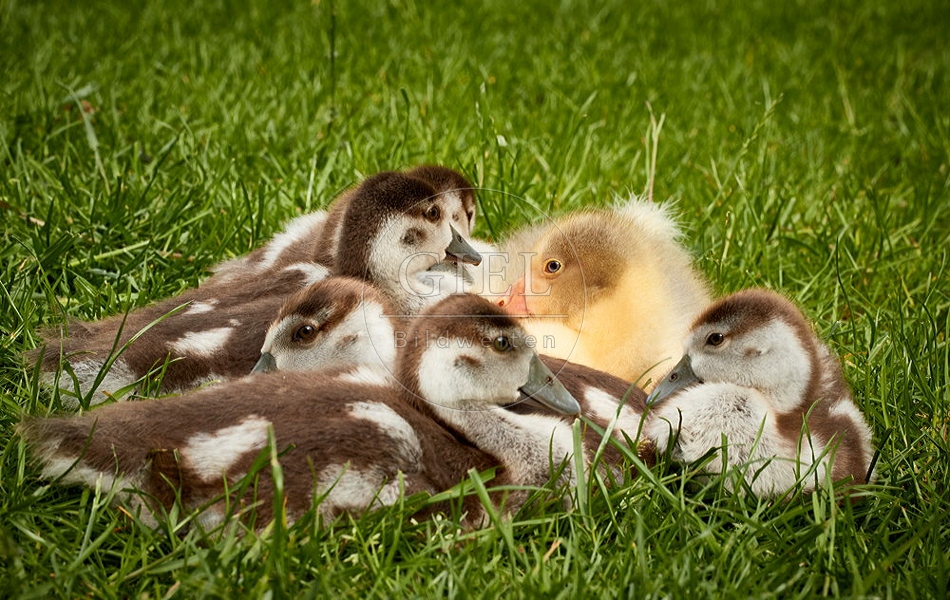 095249 junge Hausgans und junge Nilgaense