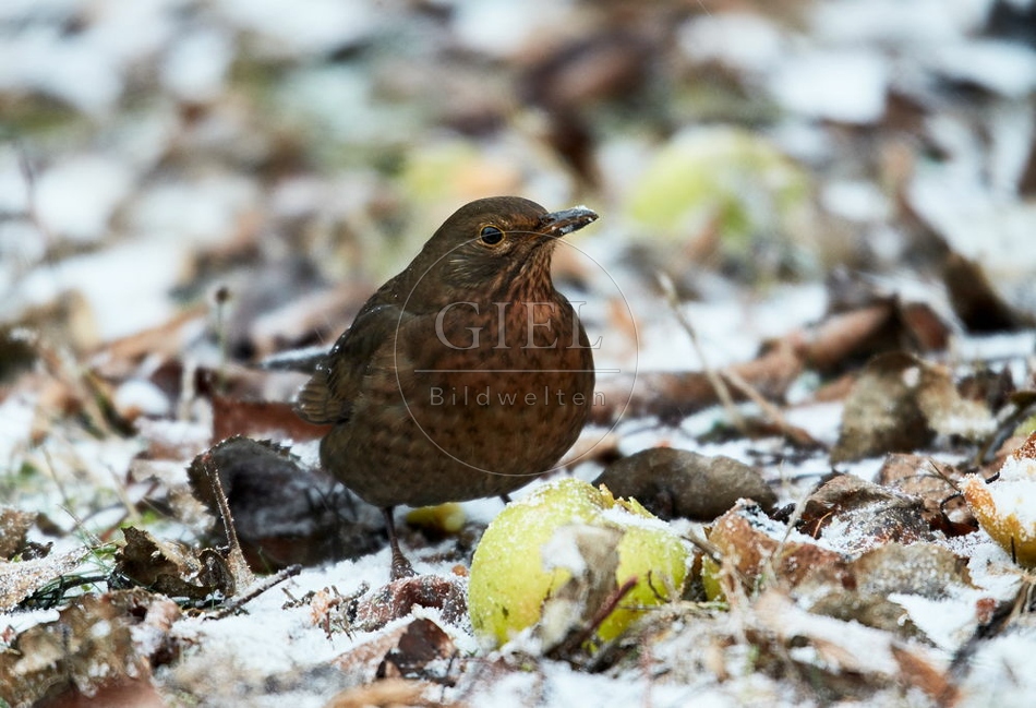 096441 Amsel