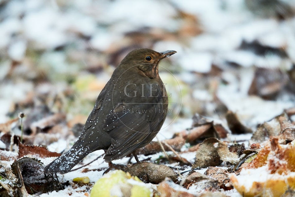 096442 Amsel