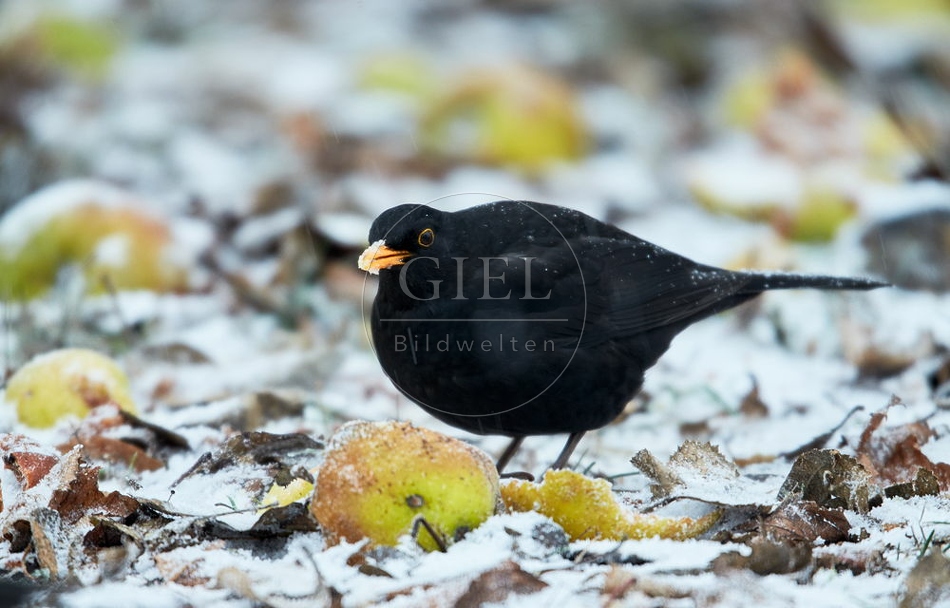 096443 Amsel