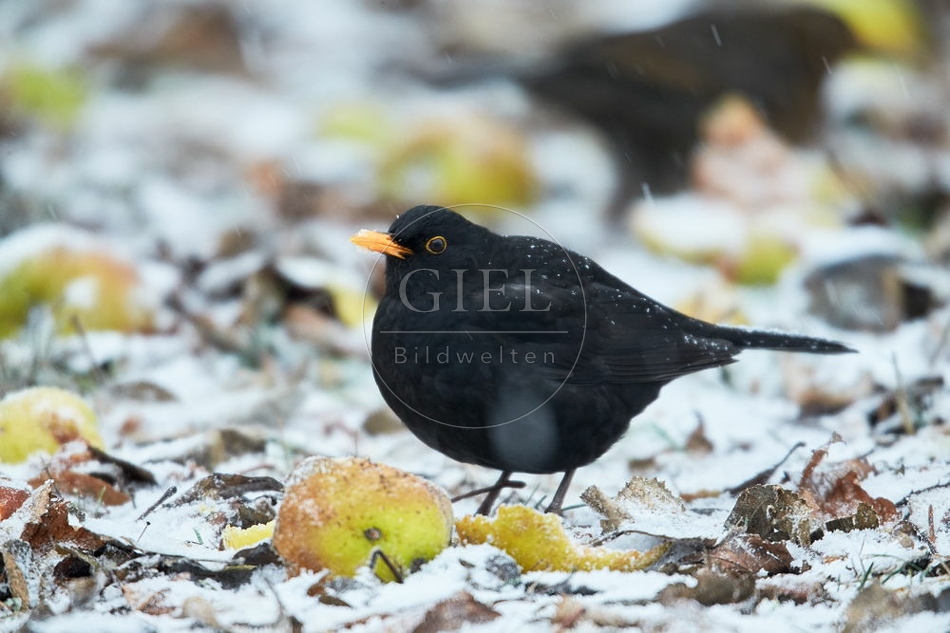 096444 Amsel