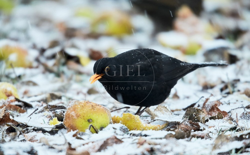 096445 Amsel