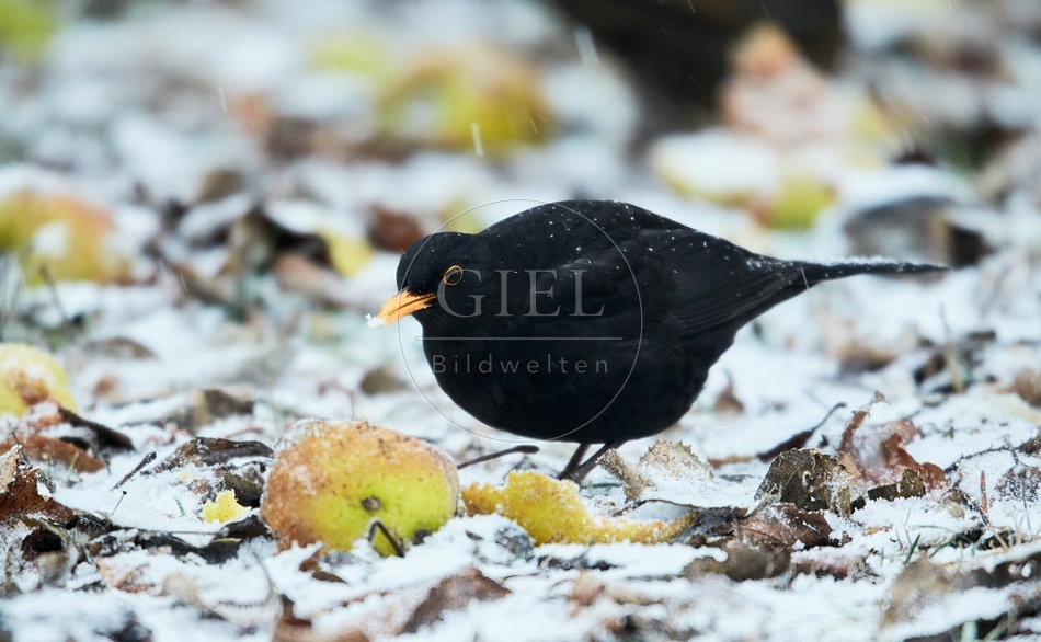 096446 Amsel
