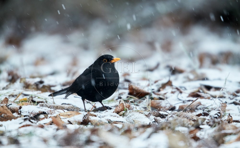 096447 Amsel
