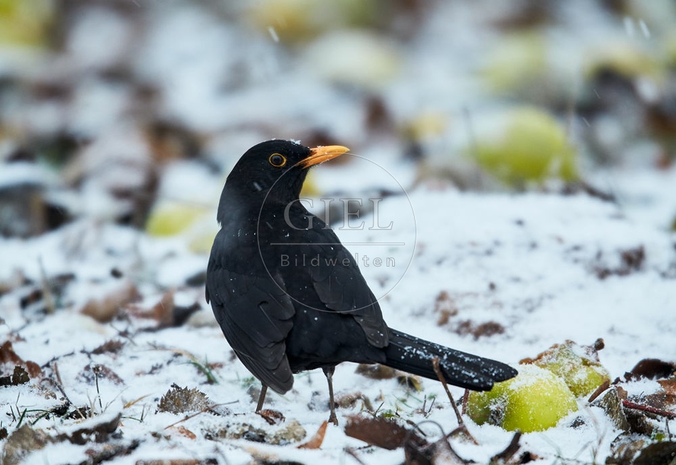 096448 Amsel