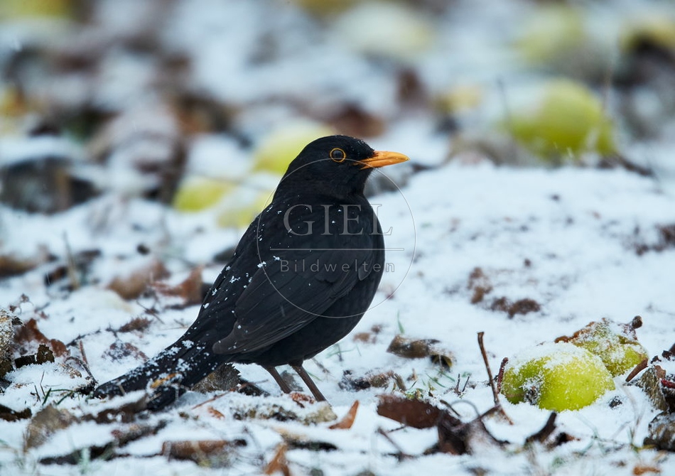 096449 Amsel