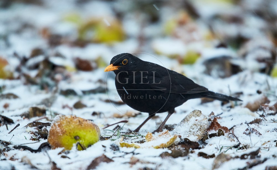 096450 Amsel