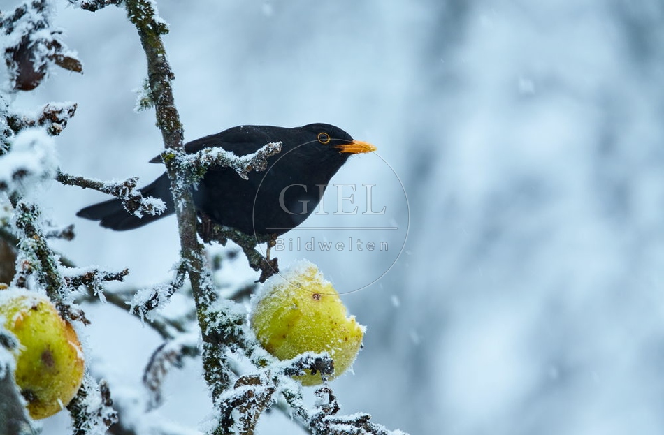 096451 Amsel