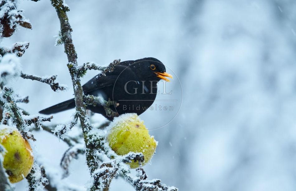 096452 Amsel