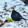 096454 Amsel