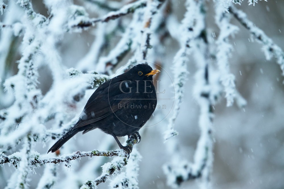 096455 Amsel
