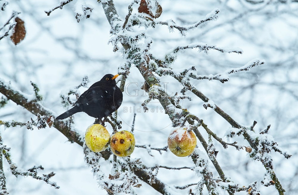 096456 Amsel