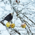 096456 Amsel