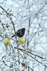 096457 Amsel