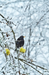 096458 Amsel