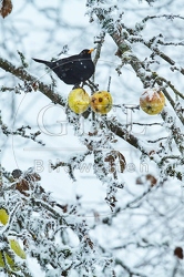 096459 Amsel