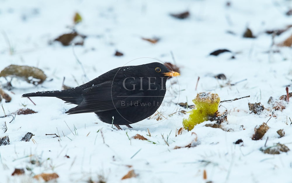 096460 Amsel