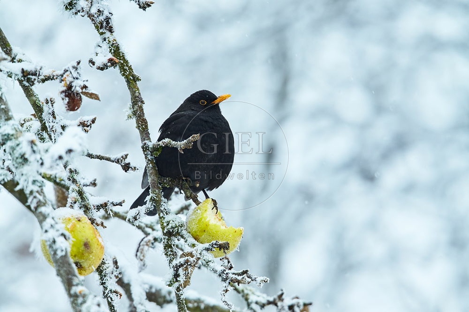 096461 Amsel