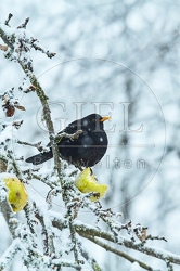 096462 Amsel