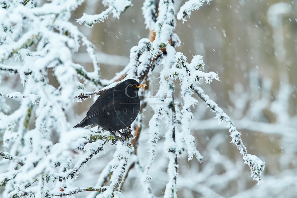 096463 Amsel
