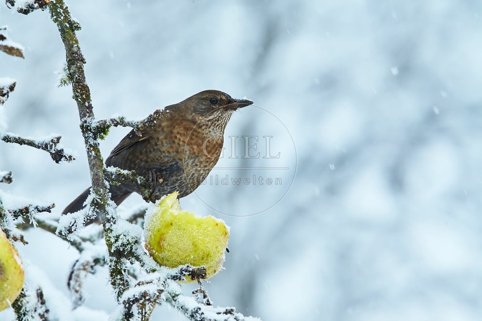 096464 Amsel