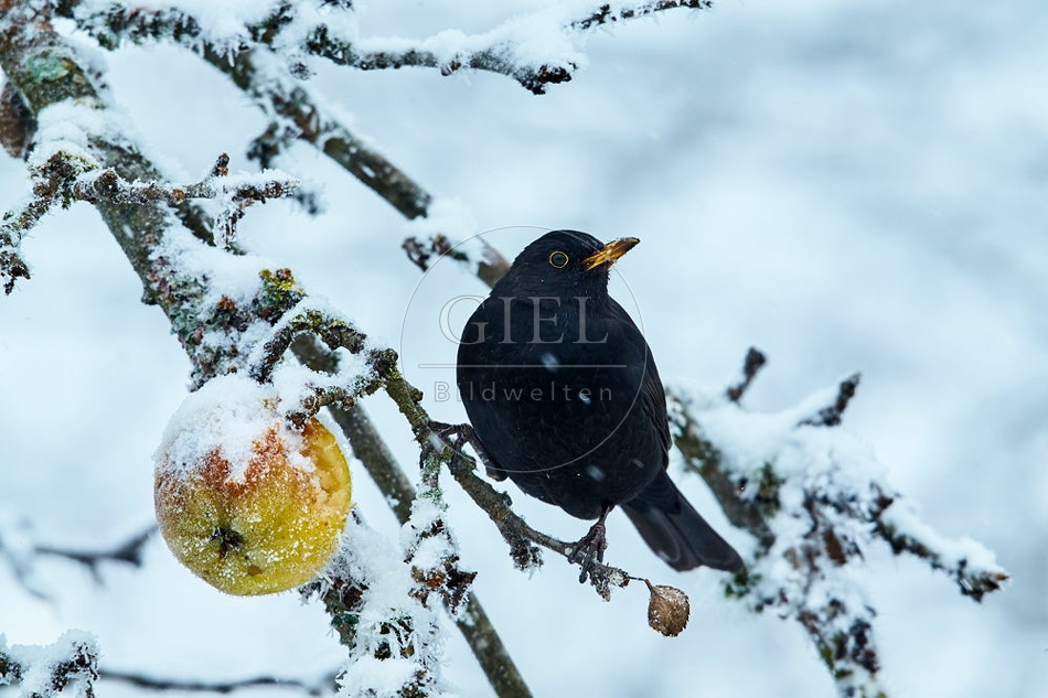 096465 Amsel