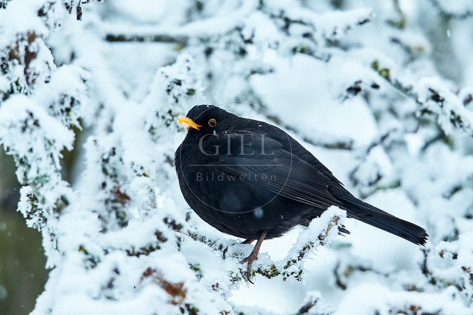 096466 Amsel