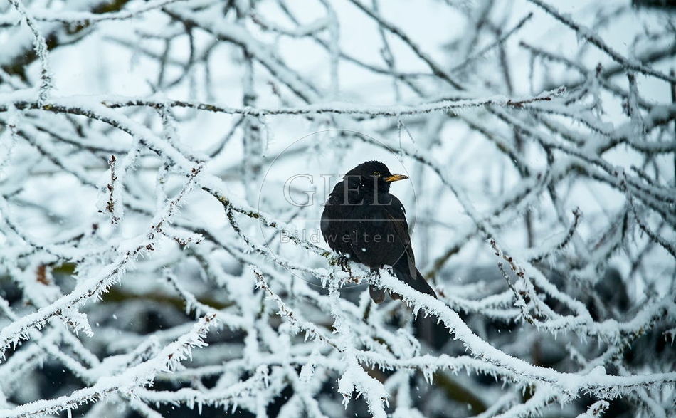 096467 Amsel