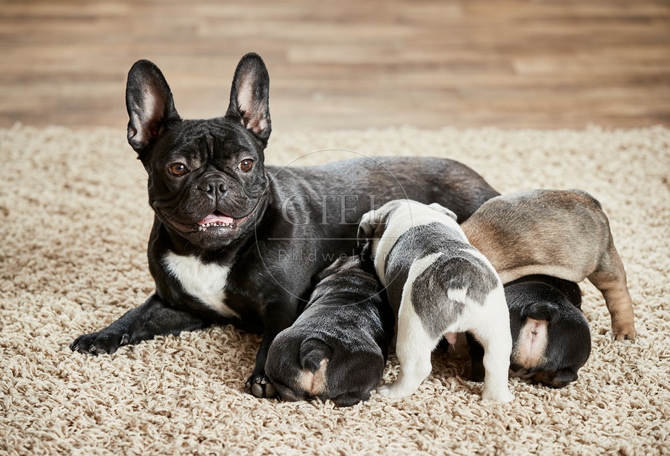 096638 Franzoesische Bulldogge mit Welpen