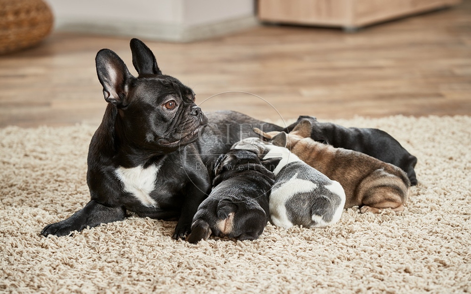 096639 Franzoesische Bulldogge mit Welpen