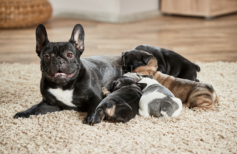 096640 Franzoesische Bulldogge mit Welpen