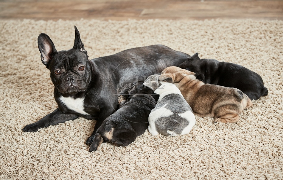 096641 Franzoesische Bulldogge mit Welpen
