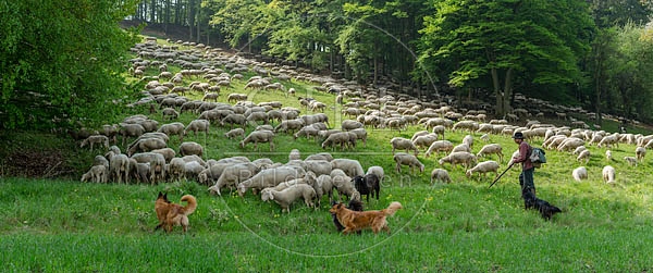 096807 Schafherde, Merino Schafe