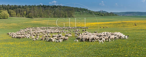 096808 Schafherde, Merino Schafe