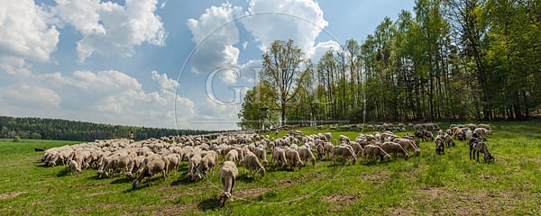 096809 Schafherde, Merino Schafe