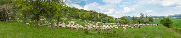 096810 Schafherde, Merino Schafe